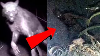 Watch Interdimensional? Cryptid Alien Humanoid Footage That Will Scare You!