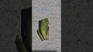 Watch The Glittering Frog Also World's Smallest!