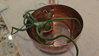 Watch Alien-Looking Plant Invades A Home!