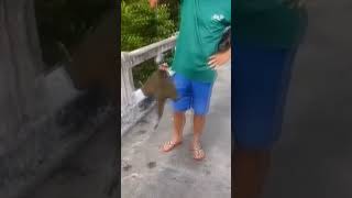 Watch Is This Some Sort Of Mutated Fish? #viral #shorts #nature #fish #strange #bizarre #weird #animal