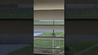 Watch White Bird Privilege