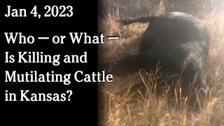 Watch Jan 4 - Who - or What -Is Killing and Mutilating Cattle in Kansas?