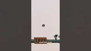Watch Flying Sphere in China? ?? #uap #shorts @thirdphaseofmoon​