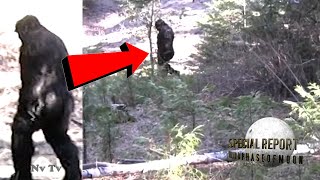 Watch BUCKLE-UP! New VIRAL BIGFOOT Video! The World Is Watching This! 2021