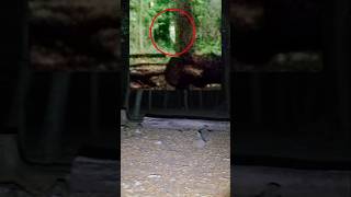Watch Ghost Hunting In Leighwoods Forest #ghost #paranormal #ghosthunting #forest