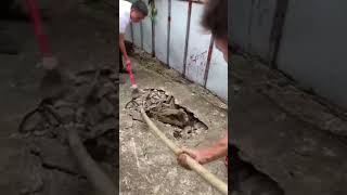 Watch The Stuff Of Nightmares, Burrowing Crocodile?? #viral #nature #scary #shorts #crocodile