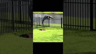 Watch See You Later Alligator... Gator Climbs Fence #nature #shorts #viral #shortsvideo #alligator #gator