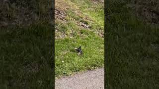 Watch True Moment Of Friendship. Squirrel Saves His Buddy From Being Dinner #nature #animals #friends