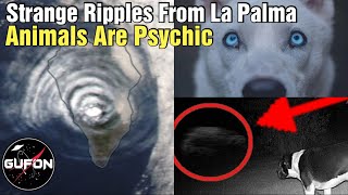 Watch Strange Cloud Ripple From La Palma Volcano - Animals & Psychic Abilities - Drone Footage AZ/FL