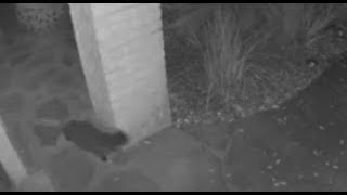 Watch Black Cat Caught Vanishing Into Thin Air By Home Surveillance Camera