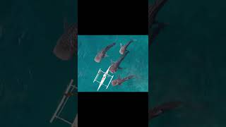 Watch Beautiful Moment Four Whale Sharks Play With An kayak. The Ningaloo Reef,  Western Australia.