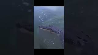 Watch Never Mess With An Alligator Who Is Messing With You