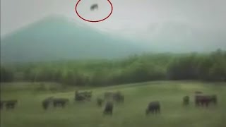 Watch Cow Being Abducted by (UFO) Flying Saucer Shaped in Japan - FindingUFO