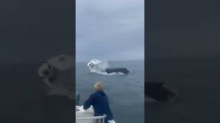 Watch A Humpback Whale Capsizes Boat Sending Two People Overboard. #nature #shorts #viralvideo #animal