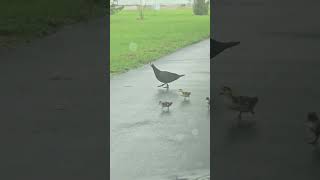 Watch Cutest Baby Birdlings Follow My Car, Thinks It's Their Mother!