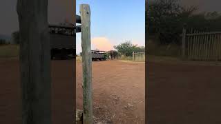 Watch Terrifying Moment A Bull Elephant Charged And Attempted To Flip A Safari Vehicle Part 2