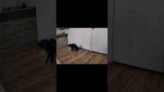 Watch Rise Of The Machines: Robot Vacuum Attacking A Cat #funny #funnyshorts